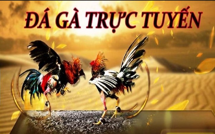 Đá Gà 79king - Trải Nghiệm Đá Gà Trực Tuyến Cực Đỉnh