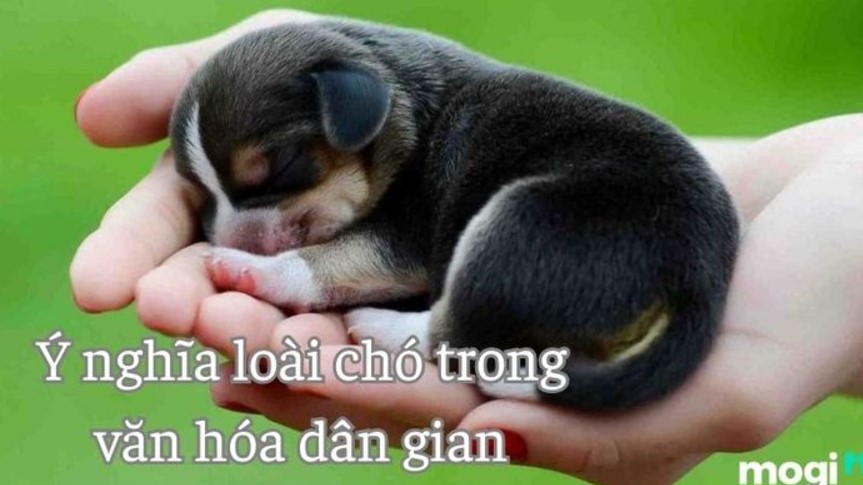 Điềm báo khi gặp giấc mơ thấy chó là gì?