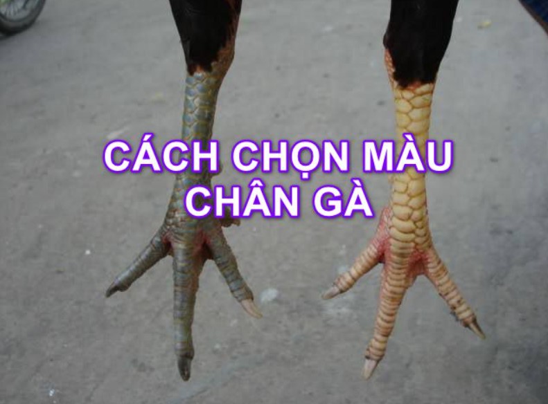 Cách chọn màu chân gà đá